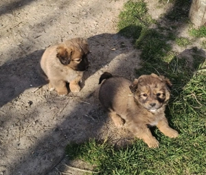 ofer catelusi spre adopție-maidanezi - imagine 2