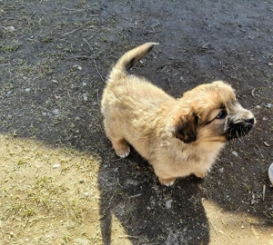 ofer catelusi spre adopție-maidanezi - imagine 3