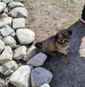 ofer catelusi spre adopție-maidanezi - imagine 4