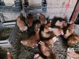 Vand gaini ouatoare - imagine 2