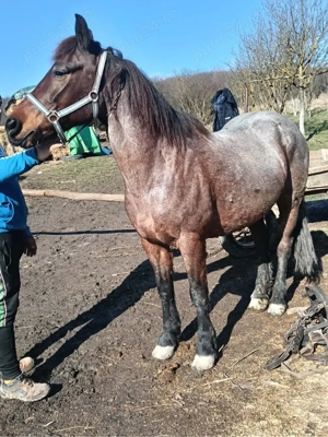 cal de vanzare - imagine 2