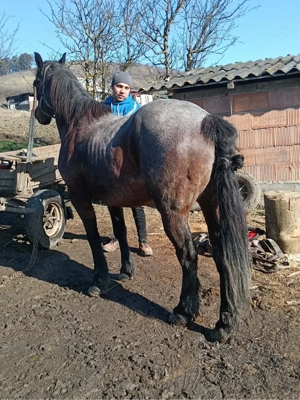 cal de vanzare - imagine 3