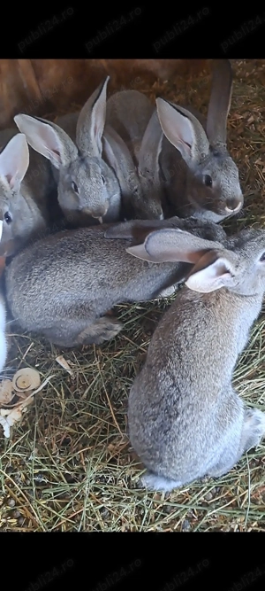 Femela de hycole francez cu 6 puisori - imagine 2