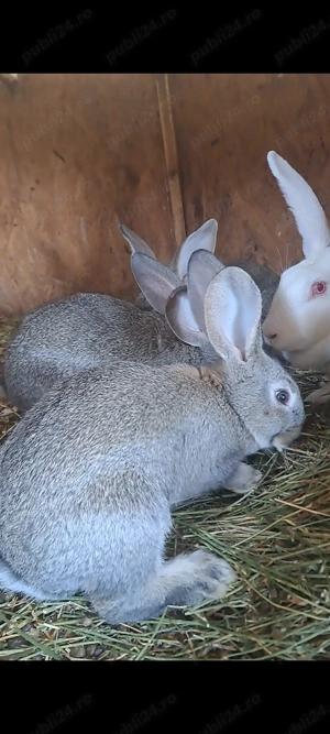 Femela de hycole francez cu 6 puisori - imagine 5