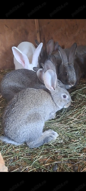 Femela de hycole francez cu 6 puisori - imagine 3