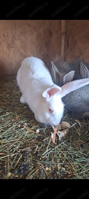 Femela de hycole francez cu 6 puisori - imagine 4