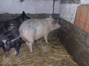 Vând pureci metis landras +vietnamez 