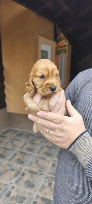 coker spaniol  - imagine 3