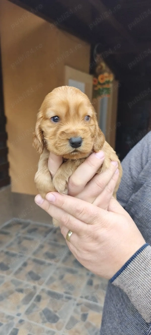 coker spaniol  - imagine 2