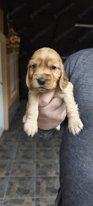 coker spaniol  - imagine 4