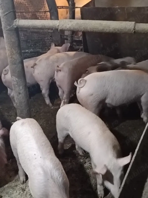 Purcei rasa Pietrain cu Landrace - imagine 2