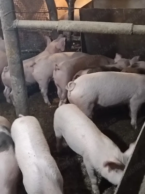 Purcei rasa Pietrain cu Landrace