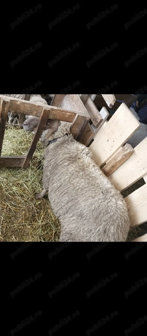 vand oii bune - imagine 2