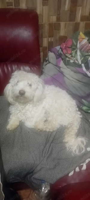 bison maltez mascul blnd si jucaus