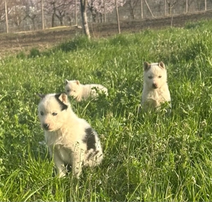 Catei Husky Siberian 