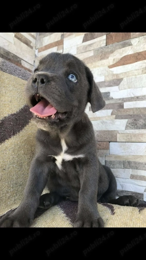 catelusa cane corso cu pedigree fci - imagine 2