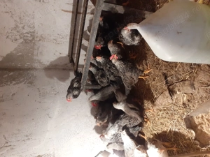 Pui de gaina italiana argintie - imagine 3