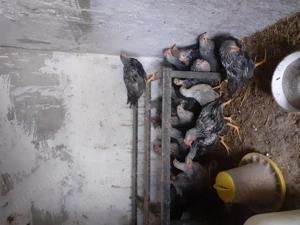 Pui de gaina italiana argintie - imagine 4