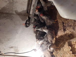 Pui de gaina italiana argintie - imagine 2