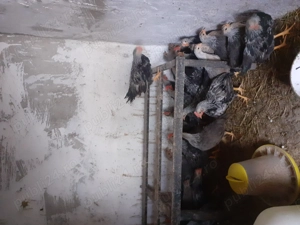 Pui de gaina italiana argintie - imagine 5