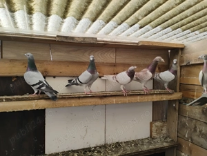 Porumbei poștași, voiajori - imagine 4