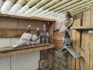 Porumbei poștași, voiajori - imagine 2