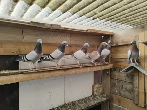 Porumbei poștași, voiajori - imagine 3