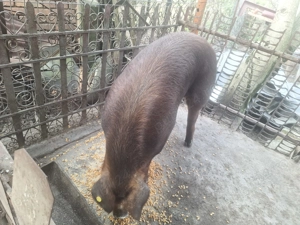 Porc de vanzare - imagine 3