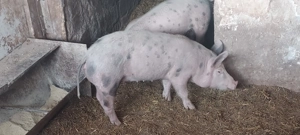 Soldani de vanzare  - imagine 2