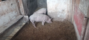 Soldani de vanzare  - imagine 4