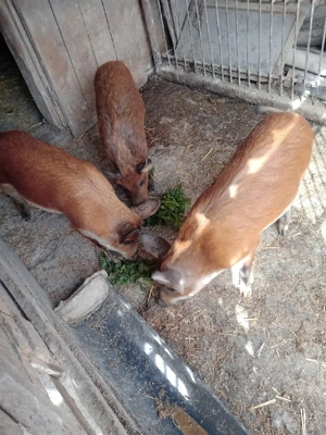 Vând șoldani  - imagine 3