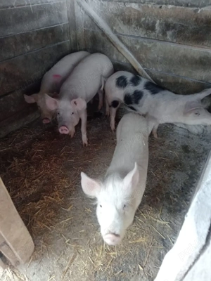 Vând șoldani  - imagine 2