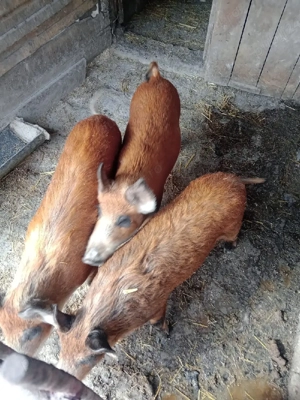 Vând șoldani  - imagine 4