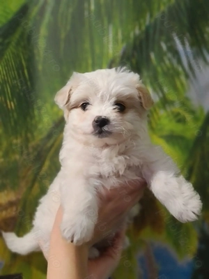 ofer spre adoptie 2 fetite bichon 