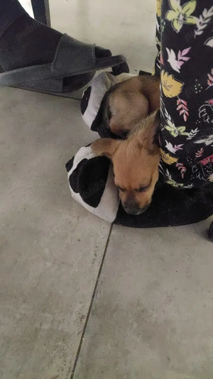 Vand catel corcitura - imagine 2