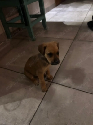 Vand catel corcitura - imagine 3