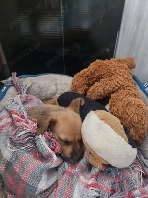 Vand catel corcitura