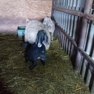 oaie la a doua fătare cu mieluță lângă ea  - imagine 5