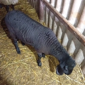 oaie la a doua fătare cu mieluță lângă ea  - imagine 2