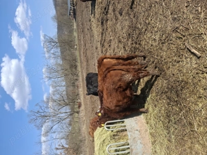 Vând 2 vițele angus 