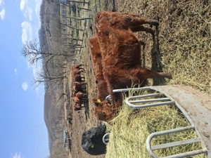 Vând 2 vițele angus  - imagine 2