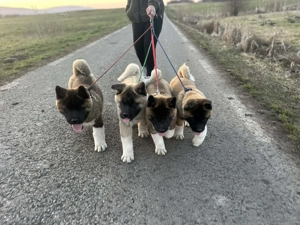 Pui akita american de 3 luni disponibil - imagine 2