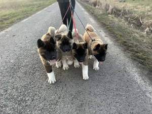 Pui akita american de 3 luni disponibil - imagine 3