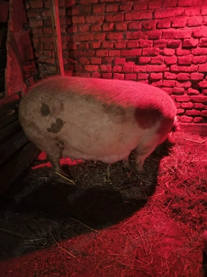 Scroafă cu purcei  - imagine 3