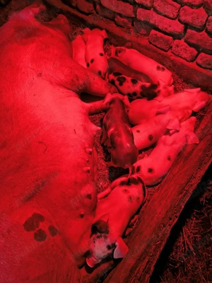 Scroafă cu purcei  - imagine 2