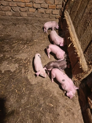 Scroafă cu purcei  - imagine 5