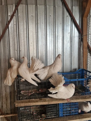 vând porumbei voltați albi.  - imagine 3