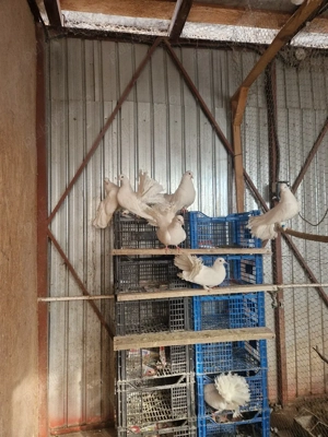 vând porumbei voltați albi.  - imagine 4