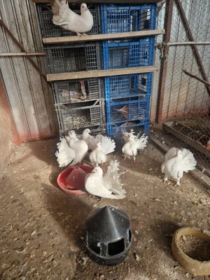 vând porumbei voltați albi.  - imagine 2