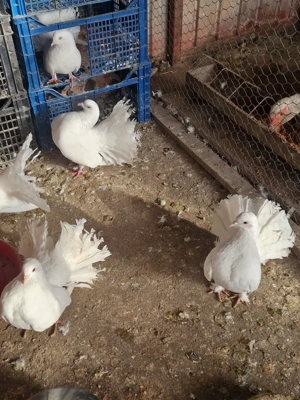 vând porumbei voltați albi. 